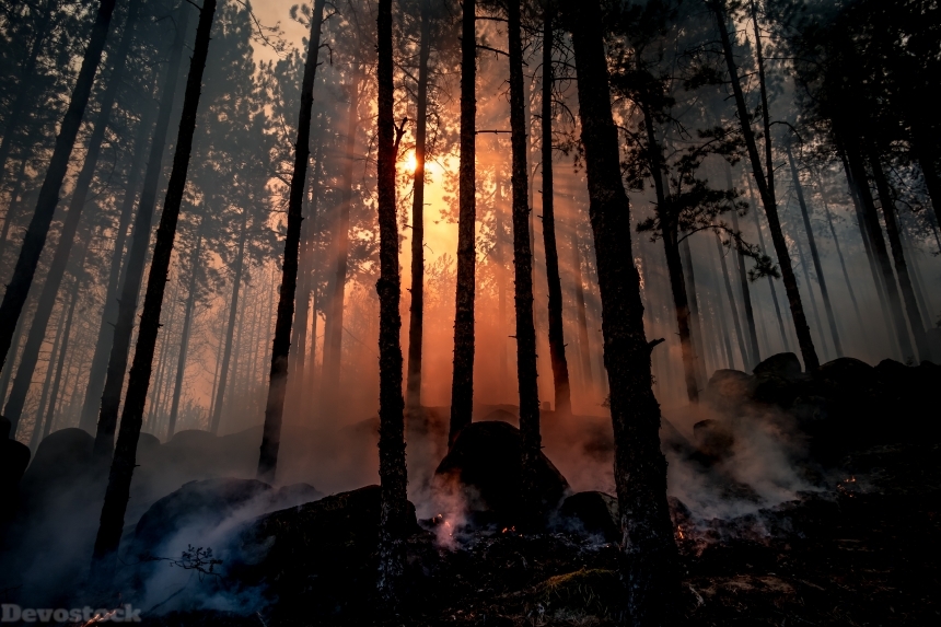 Devostock Nature Forst Fire Sunset Care Trees Fog 4k