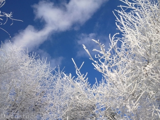 Devostock Nature Frosen Trees White Snow Sky 4k