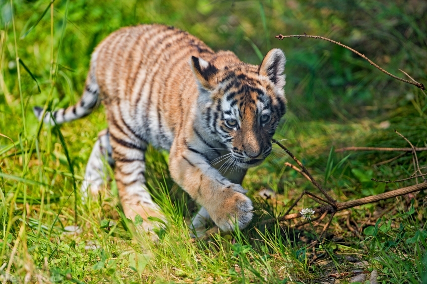 Devostock Nature Little Tiger Cubs Paws Grass Animal 4k