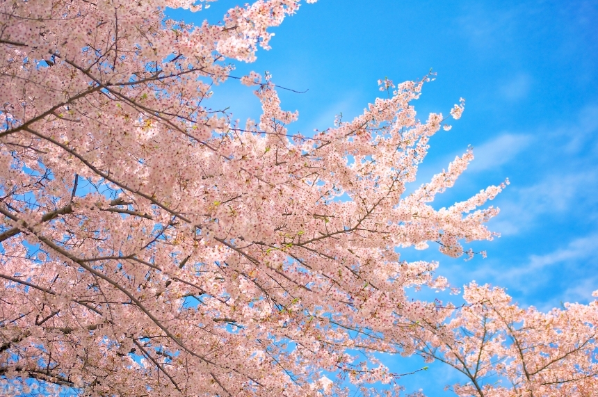 Devostock Nature Outdoor Landscape Cherry Blossoms Blue Sky 4k