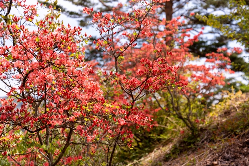 Devostock Nature Red Rare Azaleas Flowers 4k
