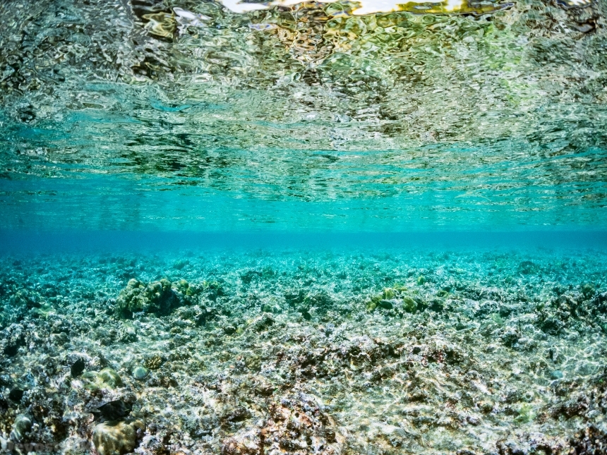 Devostock Nature Underwater Water Clear Transparent Sea 4k