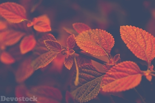 Devostock Nature View Leaves Red 4K
