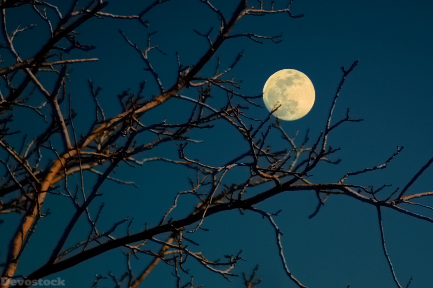 Devostock Night Full Moon Tree Branch 4k