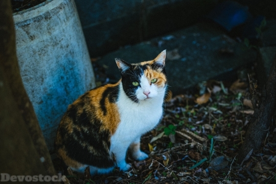 Devostock Outdoor Cat Green Eyes 4k