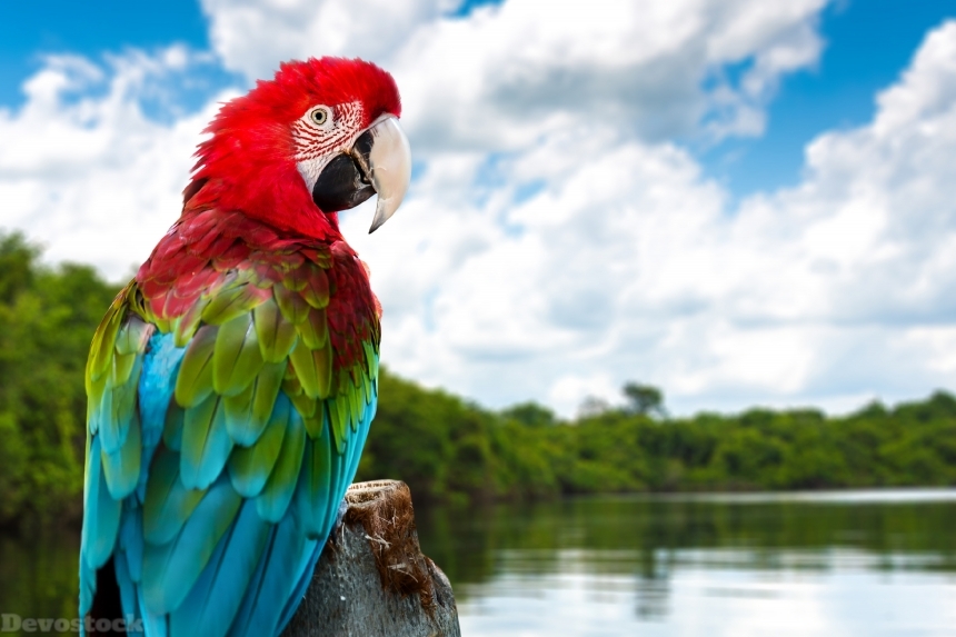 Devostock Parrots Ara (Genus) Beak 4K