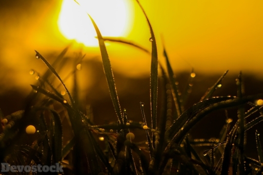 Devostock Photography Lights Leaf Sunset 4k