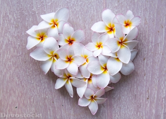 Devostock Plumeria Heart White Flowers