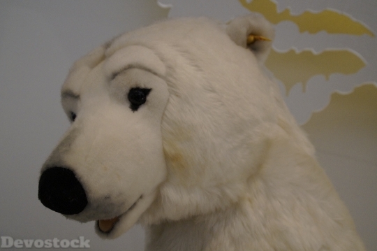 Devostock Polar Bear Bear White 4K