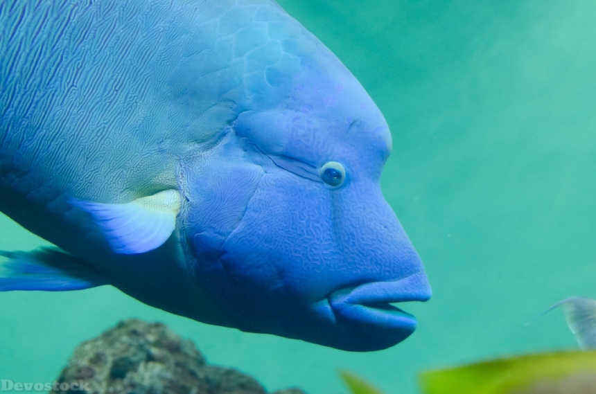 Devostock Rare Beauitiful Sea Fish Humphead wrasse Blue 4k