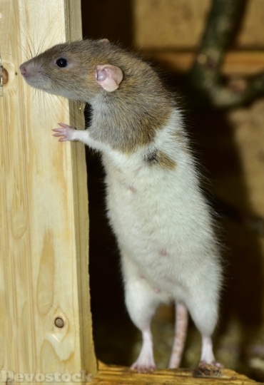 Devostock Rat Standing Rodent Cute 4K