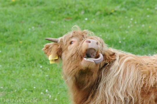 Devostock Scotland Highland Beef Pasture 4K
