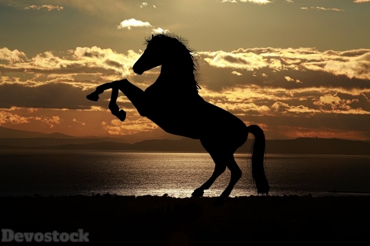 Devostock Strong Horse Light Sea Sky 4k