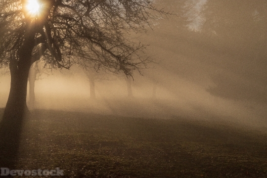 Devostock Sunshine Shadow Light Fog Deep Trees 4k