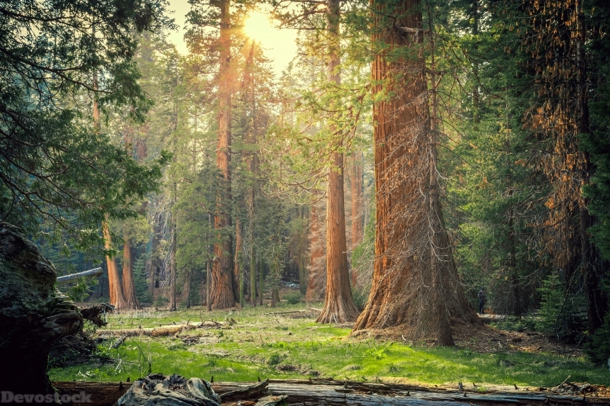 Devostock USA Parks Forests Sequoia National Park California Trees Nature 4k