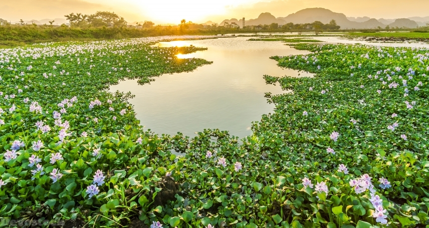 Devostock Vietnam Water Lilies Pond Sunrises And Sunsets 4K