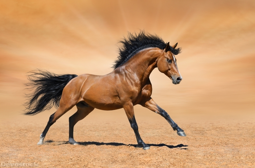 Devostock Galloping bay stallion on gold background