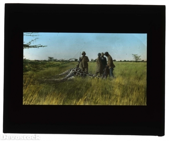 Devostock Giraffe specimen being collected in the field by a hunter and assistants.  The hunter may be Teddy Roosevelt. 