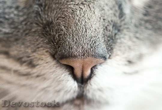 Devostock animal-pet-close-up-view-hairs