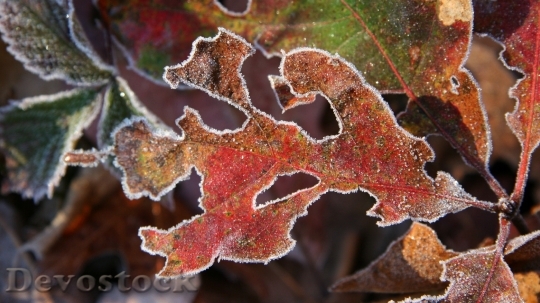 Devostock Autumn frosty leaves photo stock  (11)