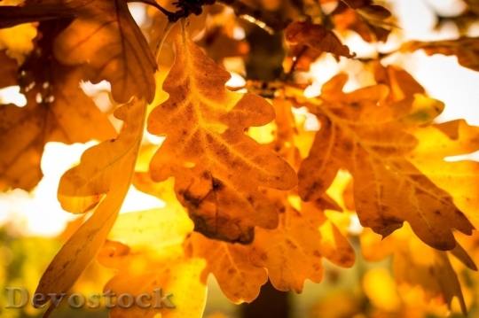 Devostock Autumn nature tree leaves  (195)