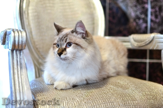 Devostock Beautiful Persian Cat