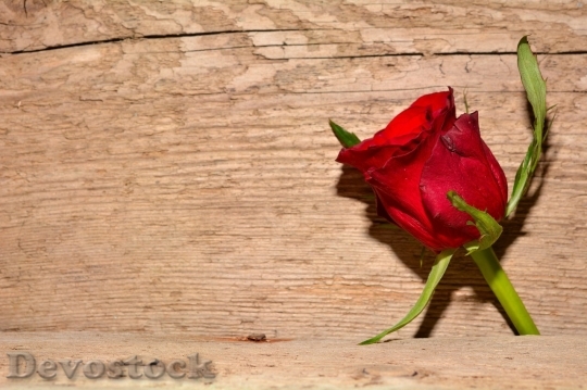 Devostock Beautiful red rose  (124)