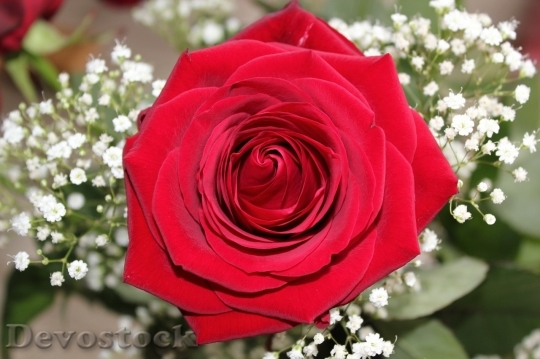 Devostock Beautiful red rose  (250)