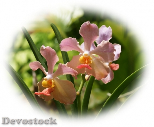 Devostock beautifulorchids-dsc00051-g