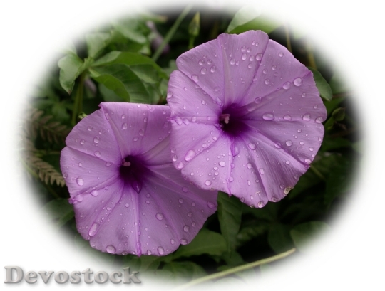 Devostock beautifultropicalflowers-dsc01224-a1-1680