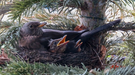 Devostock Bird nest images / stock