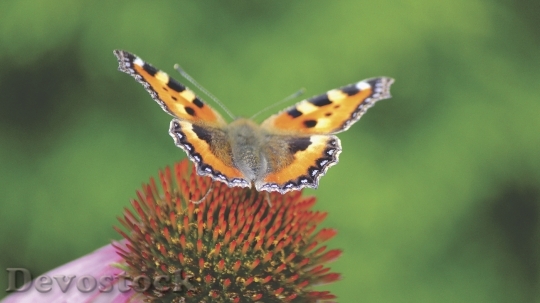 Devostock Butterfly 4K nature  (104).jpeg