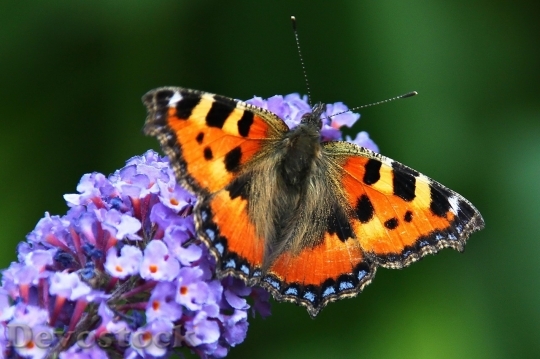 Devostock Butterfly colorful  (270)