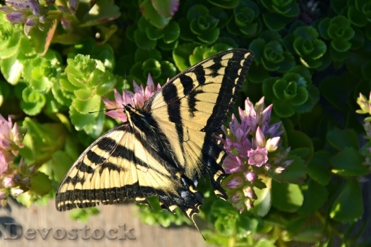 Devostock Butterfly colorful  (56)