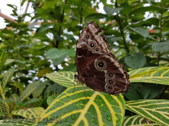 Devostock Butterfly colorful  (99)