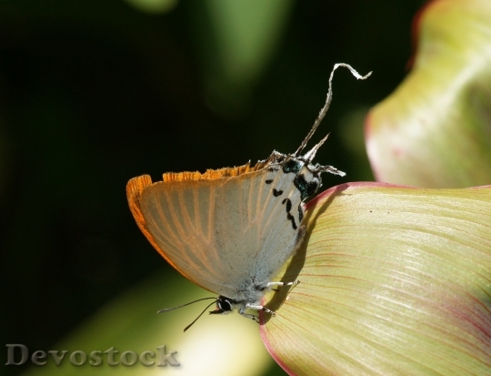 Devostock butterfly-dsc01072-g1