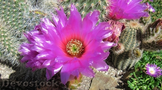 Devostock Cactus beautiful  (125)