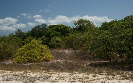 Devostock calamianes-island-vegetation-dsc00500-ws