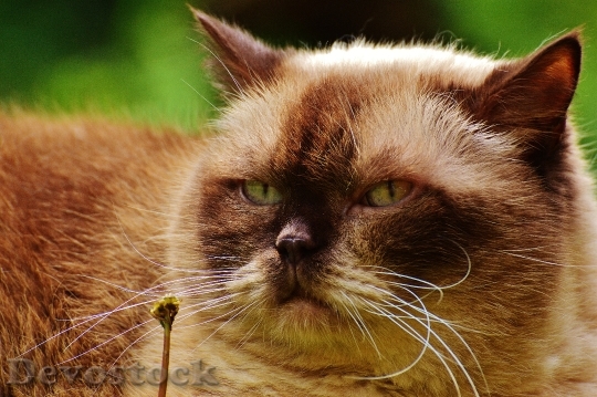 Devostock cat-british-shorthair-mieze-blue-eye-162104.jpeg