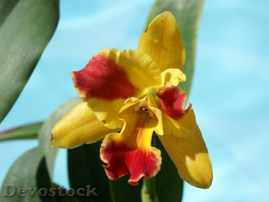 Devostock cattleyayellowarum-orchid-dsc07050