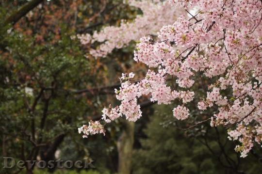 Devostock Cherry blossoms  (264)
