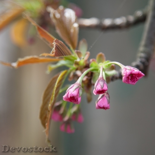 Devostock Cherry blossoms  (340)