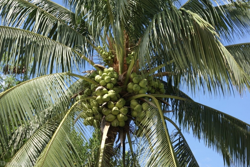 Devostock coconut-dsc06890