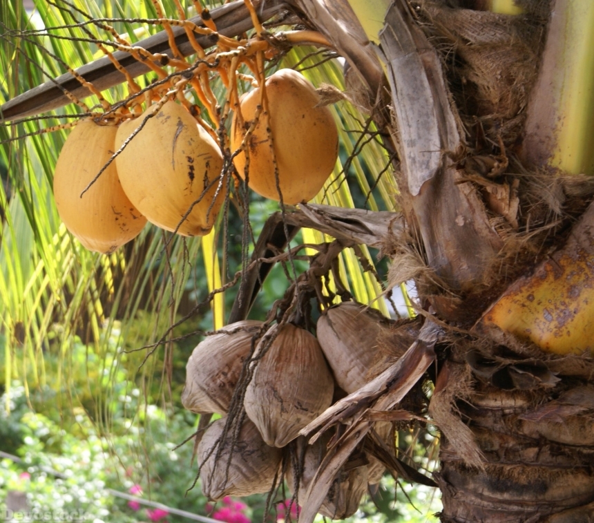 Devostock coconutoncoconut-palm-dsc06904