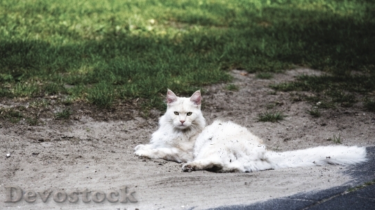 Devostock Cute cat UHD  (27).jpeg
