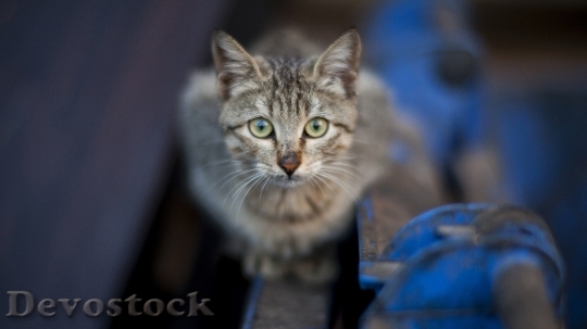 Devostock Cute cat with green eyes