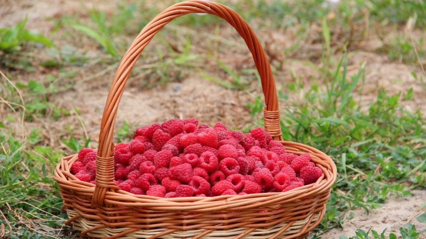 Devostock Delicious red sweet raspberry (6)