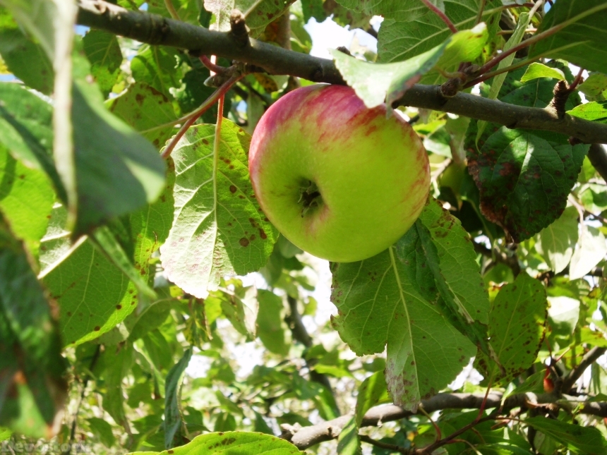 Devostock Apple Fruit Healthy 1336494