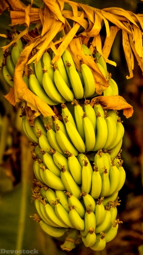 Devostock Bananas Indian Fruit Fresh