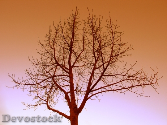 Devostock Bare Tree At Sunset